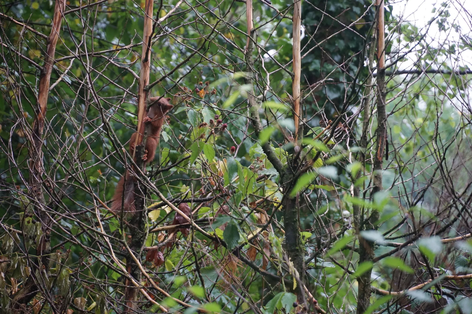 Squerrel outside of our home in Nunspeet